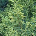 Taxus baccata 'Adpressa'